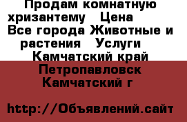 Продам комнатную хризантему › Цена ­ 250 - Все города Животные и растения » Услуги   . Камчатский край,Петропавловск-Камчатский г.